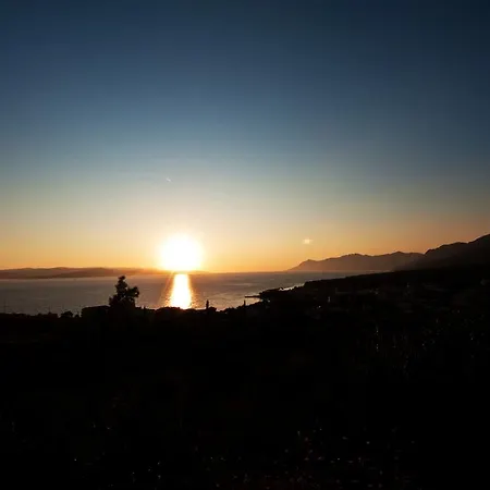 Viola Superior * Promajna